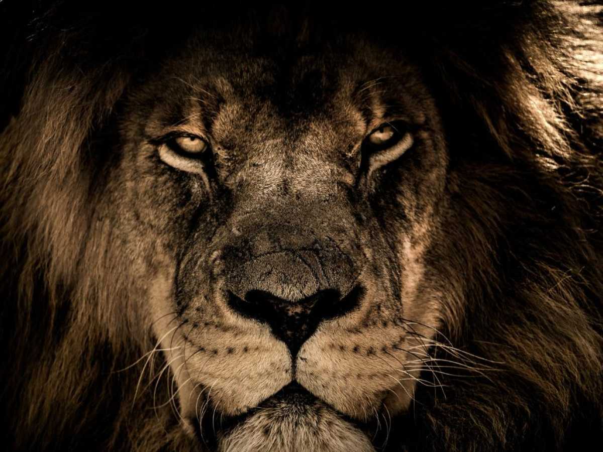 Lion